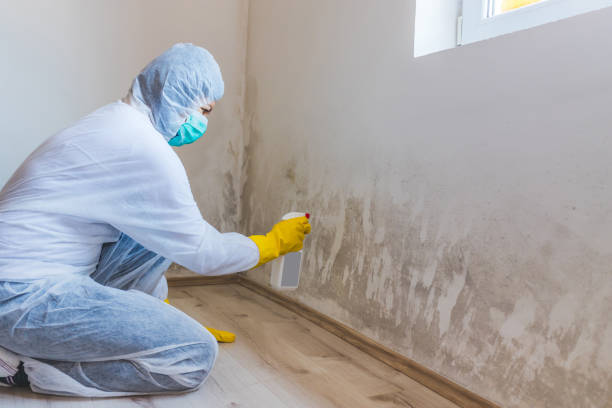 Licensed Mold Remediation service in West Orange, TX - WQB Mold Removal